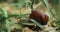 Snail Helix Pomatia Slowly Crawling In Grass. Roman Snail, Burgundy Snail, Edible Or Escargot, Is A Species Of Air