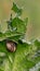 A Snail Hiding on the Back of a Thistle Leaf