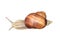 Snail with horns and brown spiral shell looking forward top flat view isolated