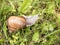 Snail with horns and shell on grass top view