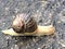 Snail with horns and spiral shell on stone road surface top side view