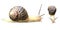 Snail with horns and spiral shell top and front view isolated