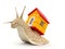 Snail with house (clipping path included)