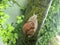 Snail with house creeping on tree bole in the garden in the rainy day