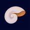 Snail house or shell, empty shell of a sea mollusk vector Illustration on a dark blue background