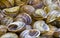 Snail house shells in macro closeup, natural summer background or aquarium decoration