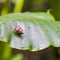 Snail on huge leaf in rainforest
