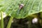 Snail on huge leaf in rainforest