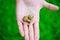 Snail in human palm