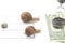 The snail is in a hurry to win in speed for the right to receive money. competition for the opportunity to be the first in