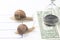 The snail is in a hurry to win in speed for the right to receive money. competition for the opportunity to be the first in