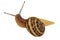 Snail isolated with clipping path