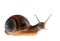 Snail isolated over white