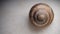 Snail isolated snail shell on white background close up of snail shell closeup snail slug insects, insect, bugs, bug, animals, ani