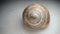 Snail isolated snail shell on white background close up of snail shell closeup snail slug insects, insect, bugs, bug, animals, ani