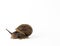 Snail in isolation on a white background