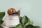 Snail, jar of skin cream on green leaves background. Snail slime. Beauty clinic concept.