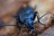 Snail-killer Carabid - Scaphinotus angusticollis