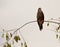 Snail Kite