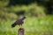 Snail kite eating a crab