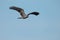 Snail Kite Flying Through Clear Blue Sky, Joe Overstreet Landing