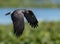 A Snail Kite Hunting