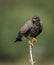 A Snail Kite Hunting