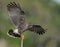 A Snail Kite Hunting