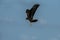 Snail Kite hunting for Apple Snails in Florida Marsh