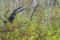 Snail Kite Landing On A Tree