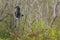 Snail Kite Landing On A Tree