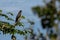 Snail-Kite perched on embauba branch, with blue sky in the background