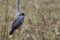 The snail kite Rostrhamus sociabilis is a bird of prey