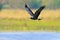 Snail kite, Rostrhamus sociabilis, bird of prey from Brazil Pantanal. Bird in the water march habitat. Flying kite abave water mea