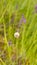 A snail on a lavender flower