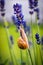 Snail on lavender stalk