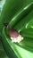 A snail lays eggs on an aloe vera plant