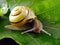 Snail on leaf