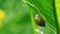 Snail on leaf