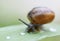 Snail on a leaf