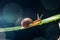 Snail on the leaf against dark background