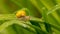 A snail on a leaf with drops of water on a rainy day.