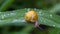 A snail on a leaf with drops of water on a rainy day.