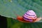 Snail on the leaf. Gastropod.