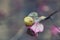 Snail on leaf in spring morning garden. Unbanded yellow shell Cepaea hortensis on pink leaf, mini world soft focus