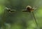 Snail on Leaf Tendril