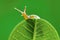 Snail on leaf in tropical garden