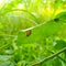 A snail on leave. Slug. Bradybaena similaris, the Asian trampsnail, is a species of small, invasive land snail. Stylommatophora