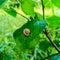 A snail on leave. Slug. Bradybaena similaris, the Asian trampsnail, is a species of small, invasive land snail. Stylommatophora