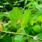 A snail on leave. Slug. Bradybaena similaris, the Asian trampsnail, is a species of small, invasive land snail. Stylommatophora